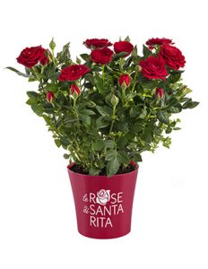 piantina_2018