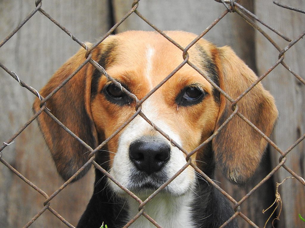 beagle-938013_1280