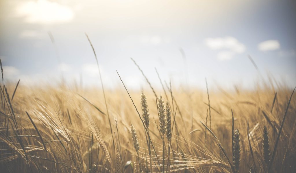 wheat-1845835_1280