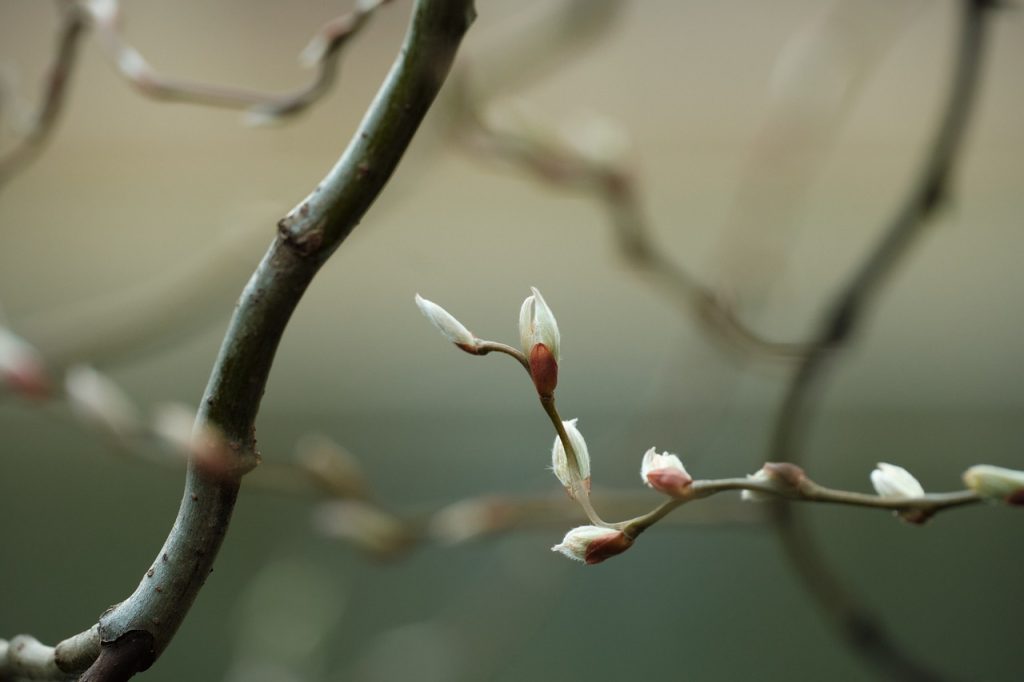 flora-7333151_1280