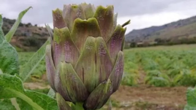 carciofo-di-niscemi